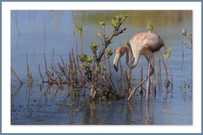Un jeune flamant rose qui dcouvre le monde..