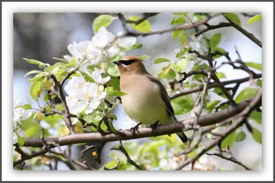 Un oiseau dans un jardin de fleur