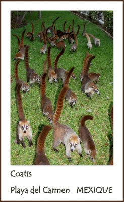 Ce sont des coatis...