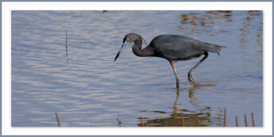  LAigrette bleue (Egretta caerulea)