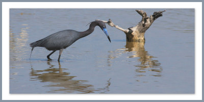 LAigrette bleue (Egretta caerulea)