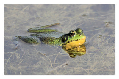 SALUT  TOUT VA BIEN CHEZ VOUS...La grenouille la plus photognique de 2012...