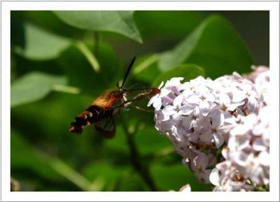  papillon colibri...une merveille