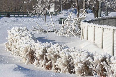 LES ARBRES DE GLACE....2008