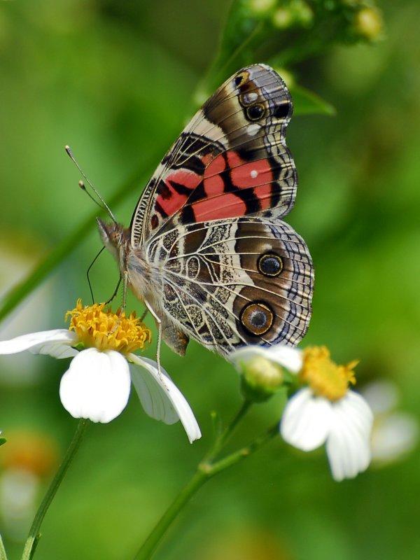 Butterfly gardening 2006-Present