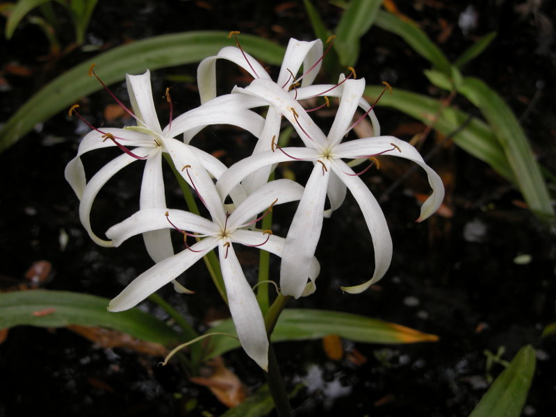 Swamp Flowers