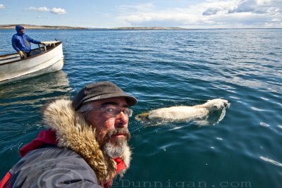 ours polaire - polar bear summer/ete