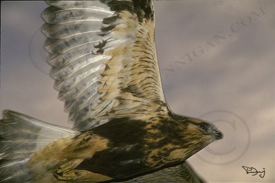 05-aerobuteo.jpg