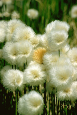 08-cottongrassLinaigrettes.jpg