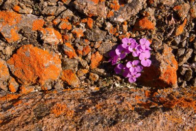 158-rock&bloom.jpg