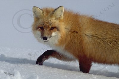 93-fox.jpg