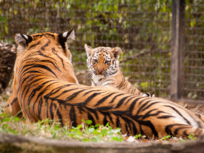 New Amur Tiger Cubs 2011