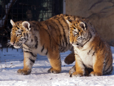 Amur Tiger Cubs in Snow