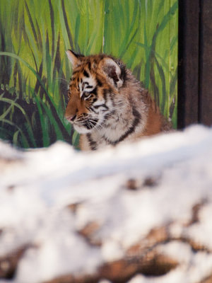 Amur Tiger Cubs in Snow