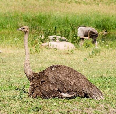 2406_Ostrich.jpg