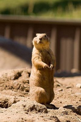 2409_PrairieDog.jpg