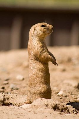 2411_PrairieDog.jpg