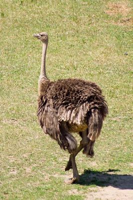 2433_Ostrich.jpg