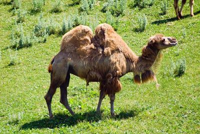 2437_MongolianCamel.jpg