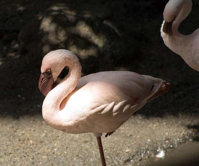 2478_Flamingo.jpg