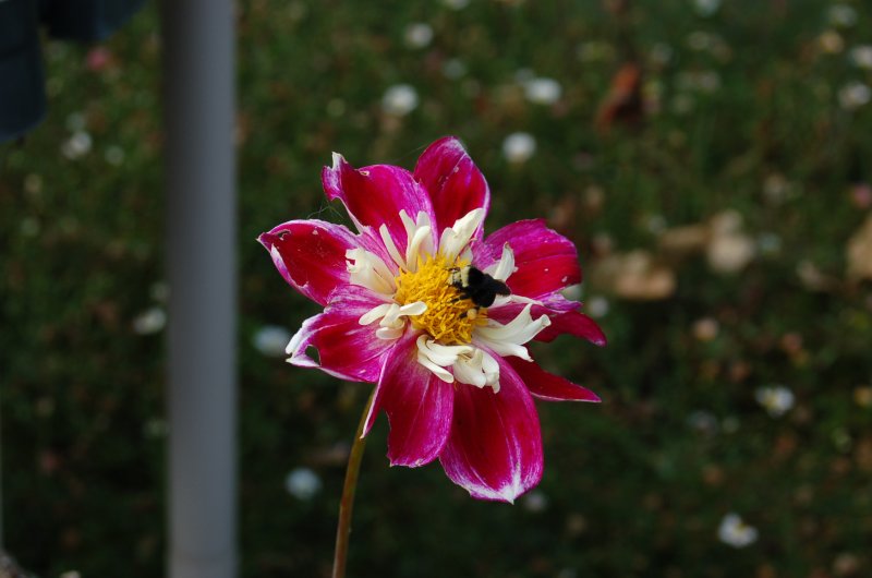 BumbleBee