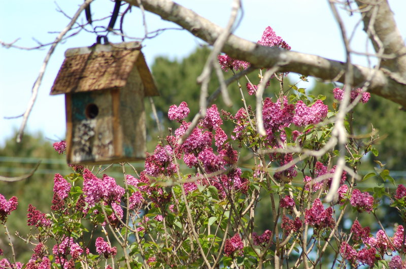 Lilac_n_birdhouase.JPG