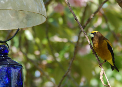 grosbeak perched