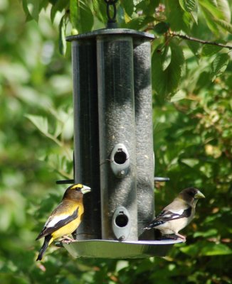  2 grosbeaks perched