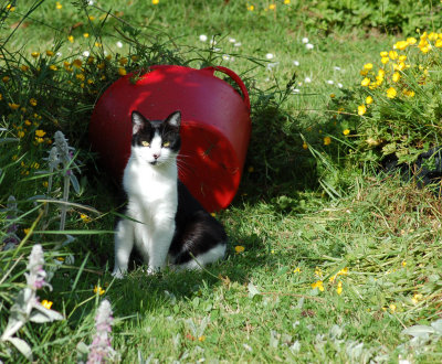 Robin sitting with red bucket