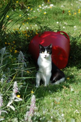 Robin sitting with red bucket