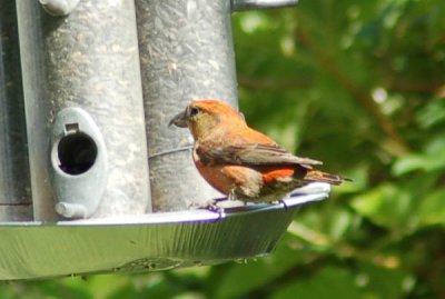 purple finch