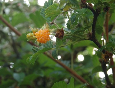 Berries