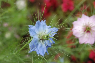 Nigella