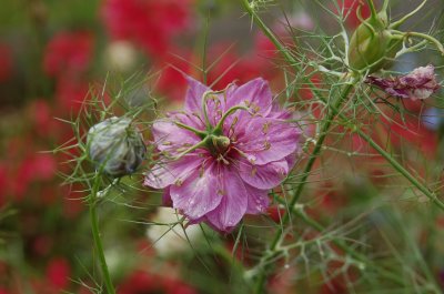 Nigella