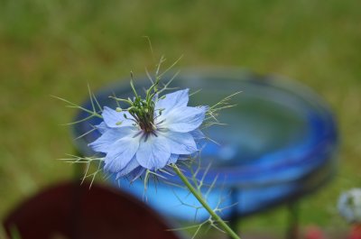 Nigella