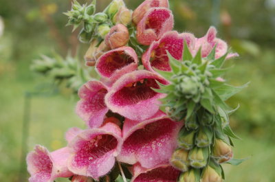 Fox Glove