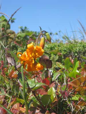 Elk Head blooms