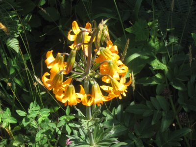 Elk Head blooms