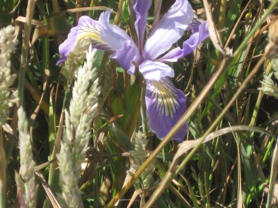 Elk Head bloom