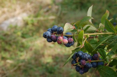 Blueberries