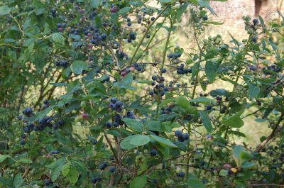 Blueberries