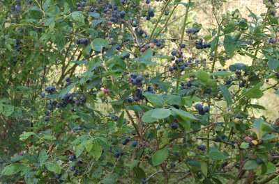 Blueberries