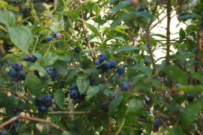 Blueberries