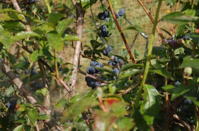 Blueberries