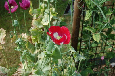Poppies