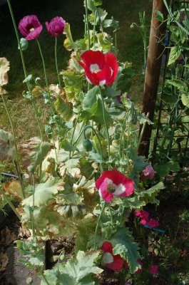 Poppies