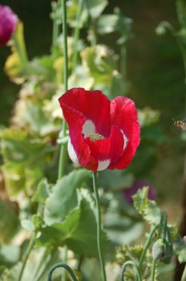 Poppies