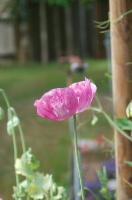 Poppies