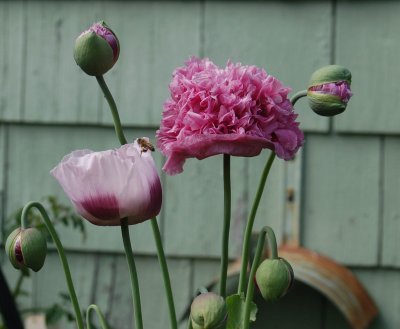 Poppies