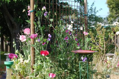 Poppies and sweet peas